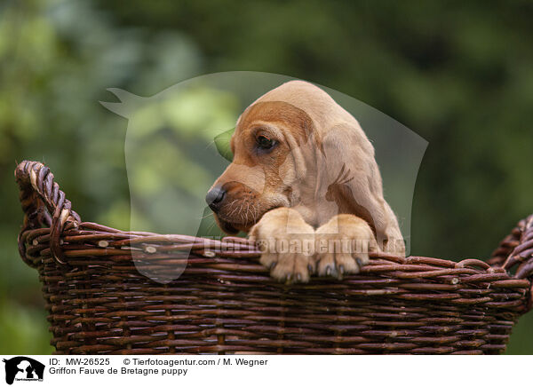 Griffon Fauve de Bretagne Welpe / Griffon Fauve de Bretagne puppy / MW-26525