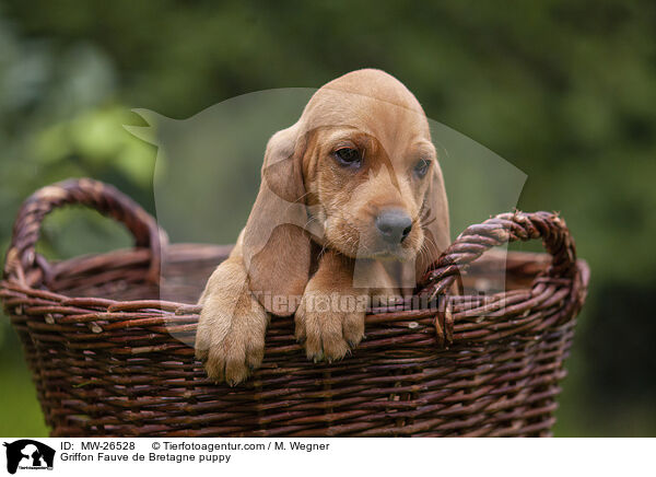 Griffon Fauve de Bretagne Welpe / Griffon Fauve de Bretagne puppy / MW-26528