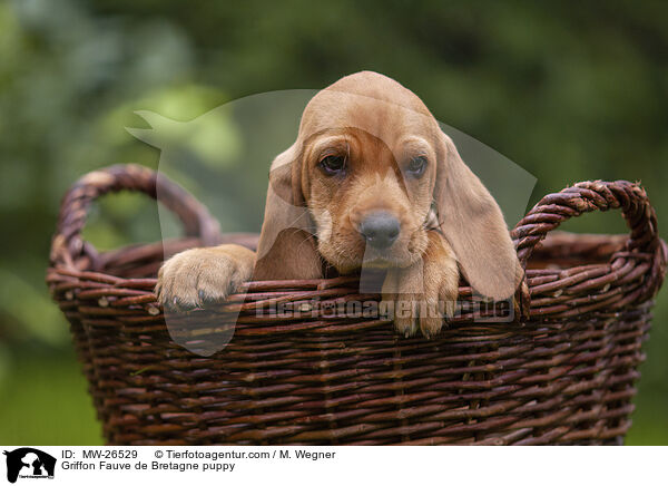 Griffon Fauve de Bretagne Welpe / Griffon Fauve de Bretagne puppy / MW-26529