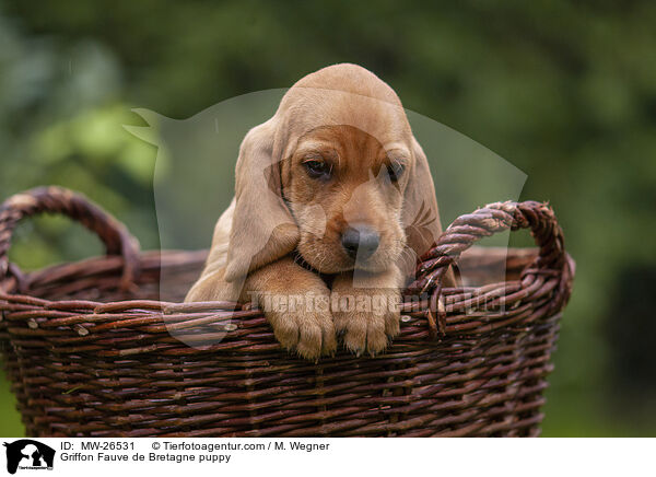 Griffon Fauve de Bretagne Welpe / Griffon Fauve de Bretagne puppy / MW-26531