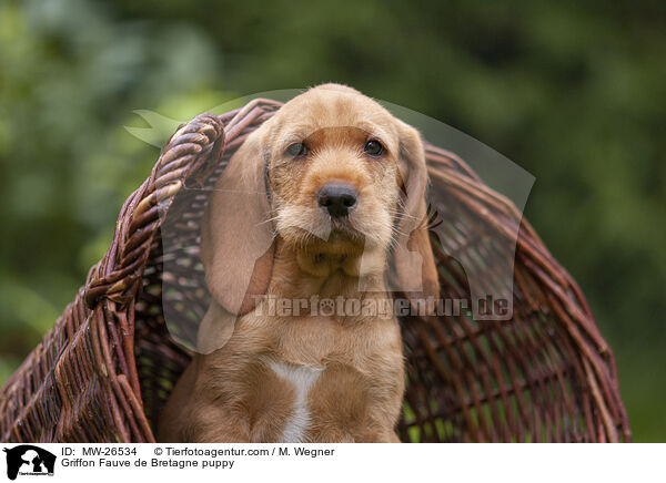 Griffon Fauve de Bretagne Welpe / Griffon Fauve de Bretagne puppy / MW-26534