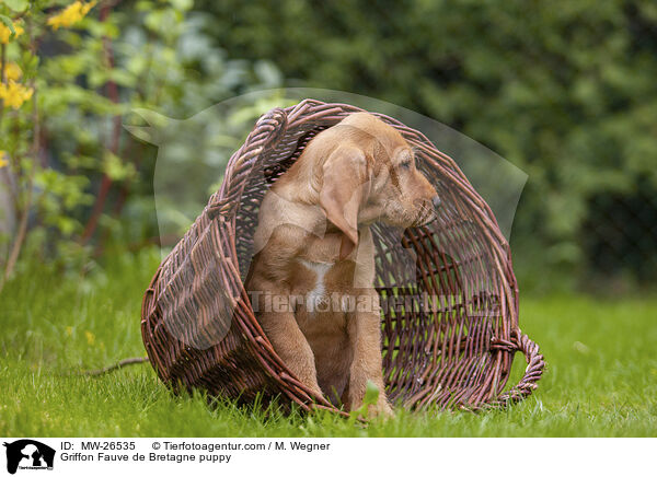 Griffon Fauve de Bretagne Welpe / Griffon Fauve de Bretagne puppy / MW-26535