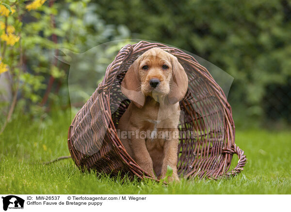 Griffon Fauve de Bretagne Welpe / Griffon Fauve de Bretagne puppy / MW-26537