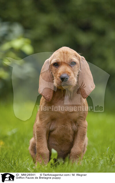 Griffon Fauve de Bretagne Welpe / Griffon Fauve de Bretagne puppy / MW-26541