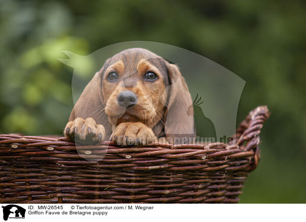 Griffon Fauve de Bretagne Welpe / Griffon Fauve de Bretagne puppy / MW-26545