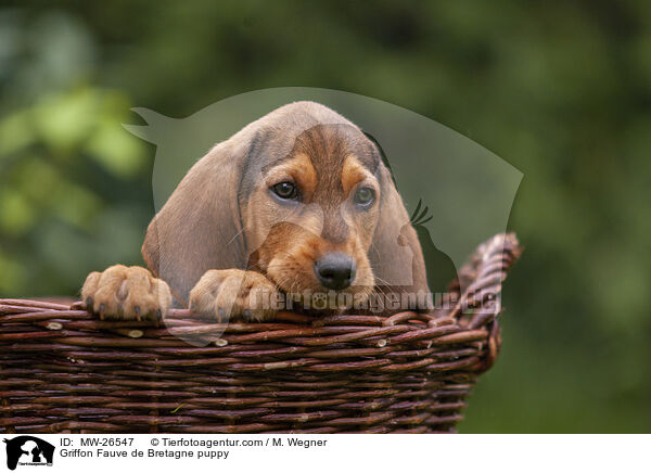 Griffon Fauve de Bretagne Welpe / Griffon Fauve de Bretagne puppy / MW-26547