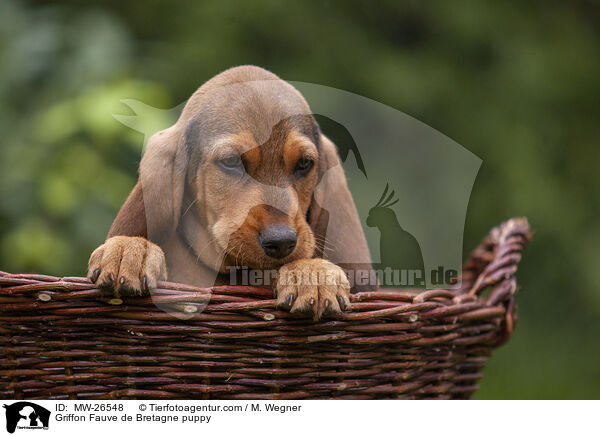 Griffon Fauve de Bretagne Welpe / Griffon Fauve de Bretagne puppy / MW-26548