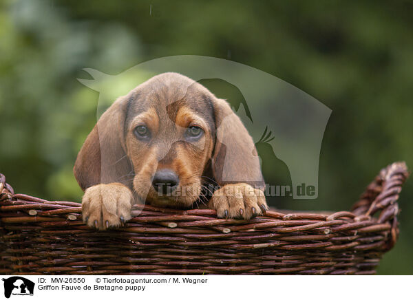 Griffon Fauve de Bretagne Welpe / Griffon Fauve de Bretagne puppy / MW-26550