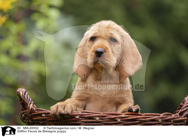 Griffon Fauve de Bretagne Welpe / Griffon Fauve de Bretagne puppy / MW-26552