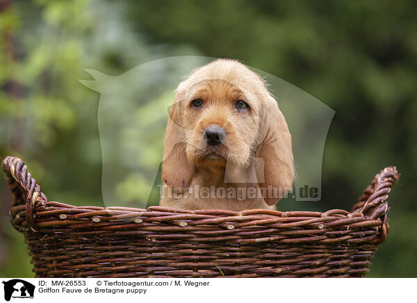 Griffon Fauve de Bretagne Welpe / Griffon Fauve de Bretagne puppy / MW-26553