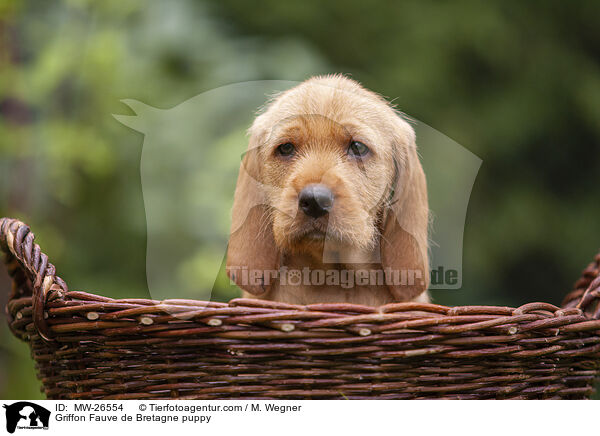 Griffon Fauve de Bretagne Welpe / Griffon Fauve de Bretagne puppy / MW-26554
