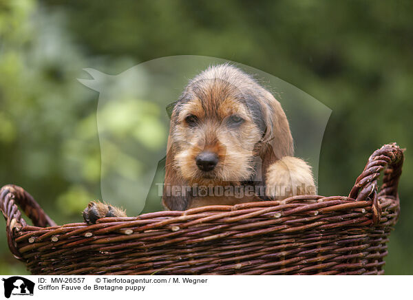 Griffon Fauve de Bretagne Welpe / Griffon Fauve de Bretagne puppy / MW-26557