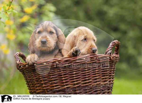 Griffon Fauve de Bretagne puppy / MW-26559