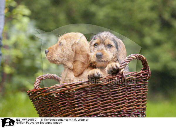 Griffon Fauve de Bretagne Welpe / Griffon Fauve de Bretagne puppy / MW-26560