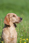 Griffon Fauve de Bretagne on the meadow