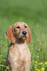 Griffon Fauve de Bretagne on the meadow