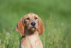 Griffon Fauve de Bretagne on the meadow