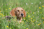 Griffon Fauve de Bretagne on the meadow