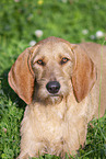 Griffon Fauve de Bretagne on the meadow