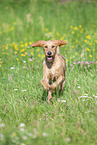 Griffon Fauve de Bretagne on the meadow