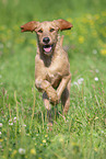 Griffon Fauve de Bretagne on the meadow