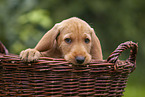 Griffon Fauve de Bretagne puppy