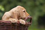 Griffon Fauve de Bretagne puppy
