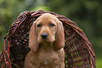 Griffon Fauve de Bretagne puppy