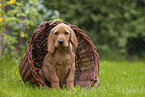 Griffon Fauve de Bretagne puppy