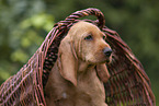 Griffon Fauve de Bretagne puppy