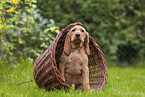Griffon Fauve de Bretagne puppy
