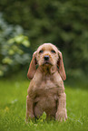 Griffon Fauve de Bretagne puppy