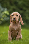 Griffon Fauve de Bretagne puppy