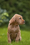 Griffon Fauve de Bretagne puppy