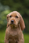 Griffon Fauve de Bretagne puppy