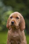 Griffon Fauve de Bretagne puppy