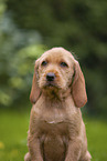 Griffon Fauve de Bretagne puppy