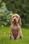 Griffon Fauve de Bretagne puppy