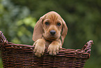 Griffon Fauve de Bretagne puppy