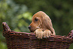 Griffon Fauve de Bretagne puppy