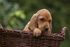 Griffon Fauve de Bretagne puppy