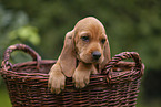 Griffon Fauve de Bretagne puppy