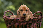 Griffon Fauve de Bretagne puppy