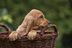 Griffon Fauve de Bretagne puppy
