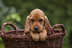 Griffon Fauve de Bretagne puppy