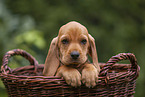 Griffon Fauve de Bretagne puppy