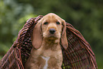 Griffon Fauve de Bretagne puppy