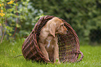 Griffon Fauve de Bretagne puppy