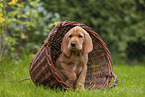 Griffon Fauve de Bretagne puppy