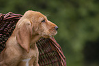 Griffon Fauve de Bretagne puppy
